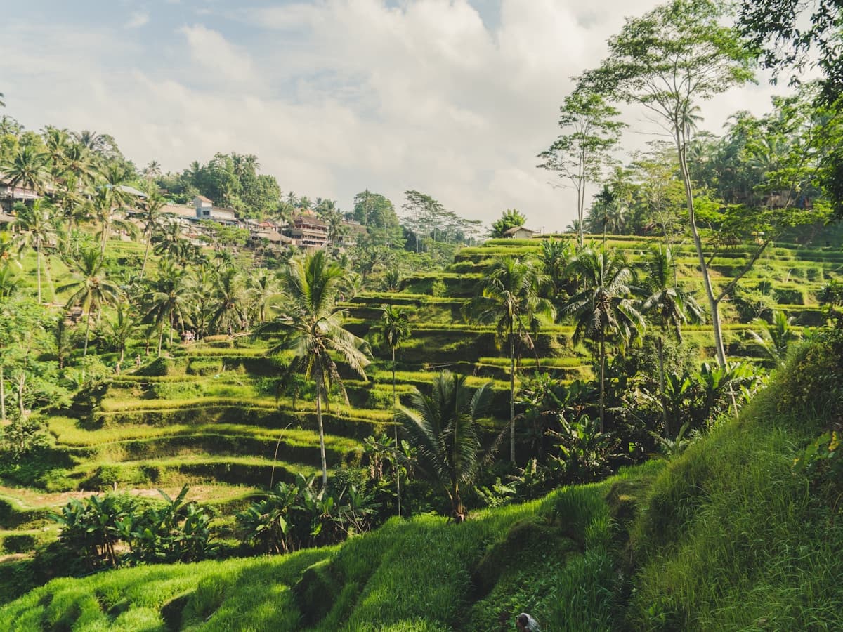 Bali Ubud โ Tegalalang rice terrace at sunrise