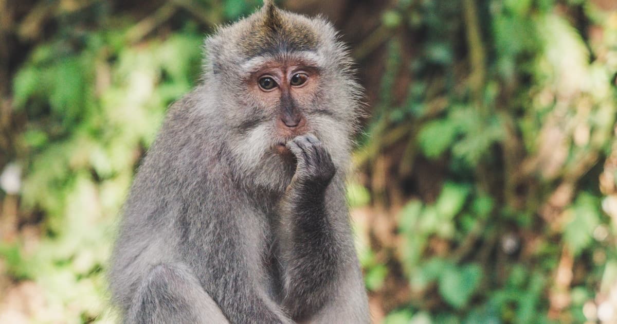 Bali — long-tailed macaque in Sacred Monkey Forest, Ubud