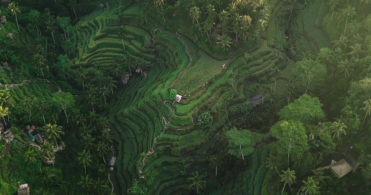 Bali — Tegallalang rice terraces aerial view, Ubud