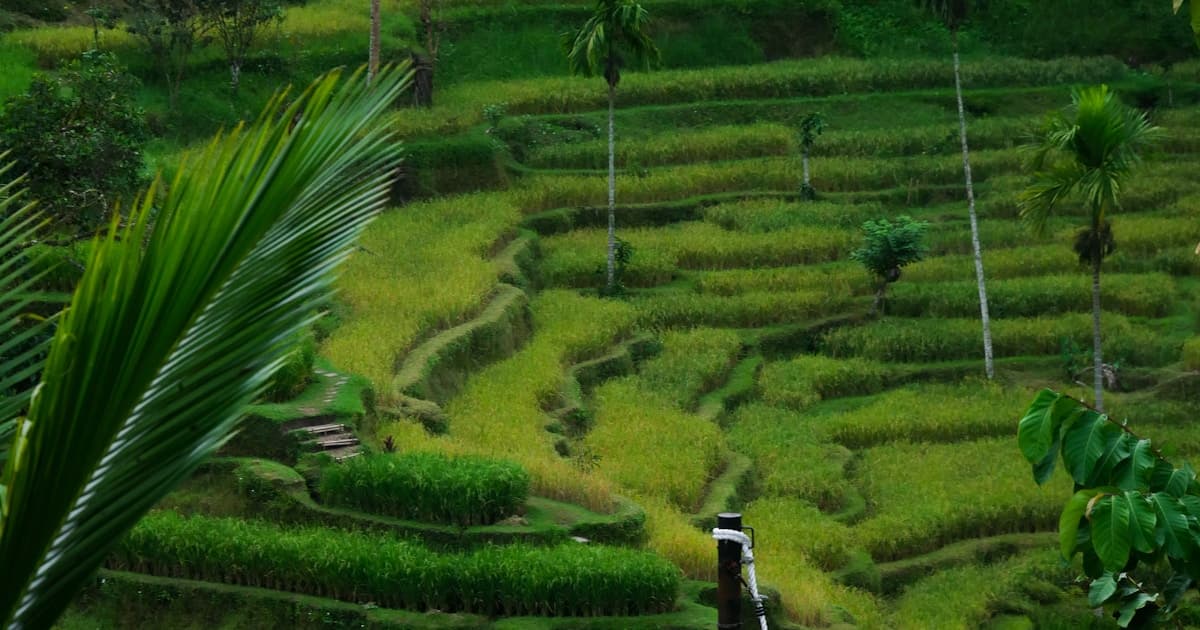 Bali — lush green terraced rice fields in Ubud
